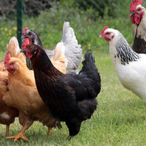 Poules de reforme issues d'élevage de pondeuses
