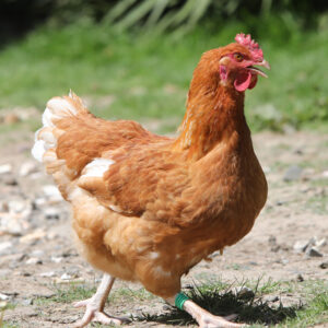 Poulet roux cou plein à pattes et peau blanches - JA 657