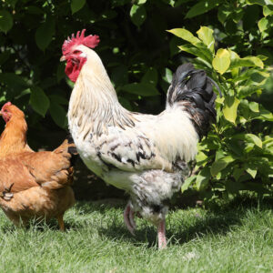 Coq