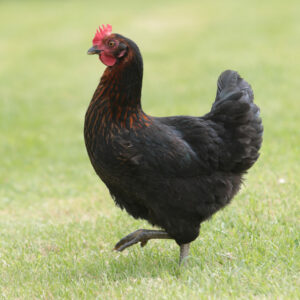 Poulette noir à camail doré - Noire