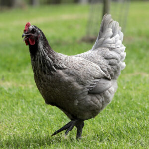 Poulette couleur cendre avec reflets rouges et pattes grises - Cendrée