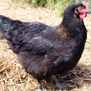Poulette élégante avec robe noire et cuivrée - Marans