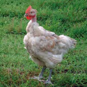Poulet roux cou plein à pattes blanches et peau bleue - CNPB (T551N)