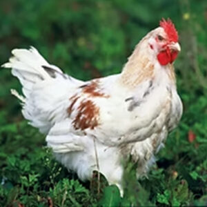 Poulet lourd blanc à pattes blanches - JA 957