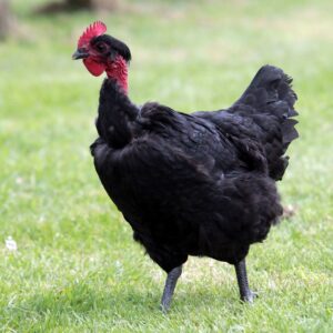Poulet noir cou nu à pattes noires - CNN (S86L)