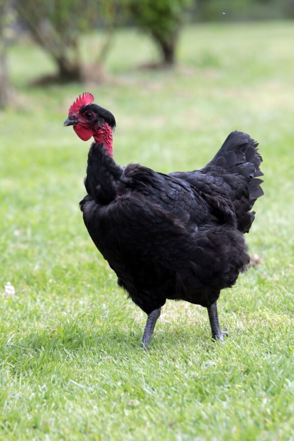 Poulet noir cou nu à pattes noires - CNN (S86N/T751N)
