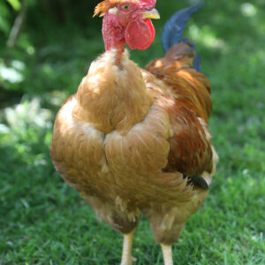 Poulet roux cou nu à pattes et peau blanches - CNRB (G687N)