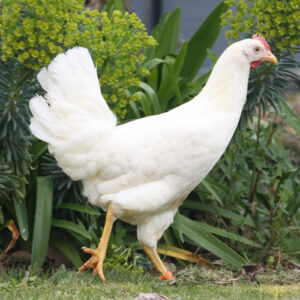 Un plumage unique blanc argenté - Azur