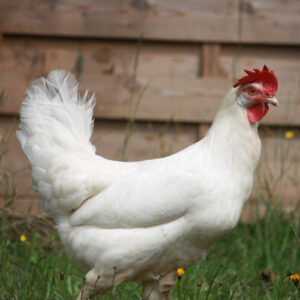 Un plumage unique blanc argenté - Olive