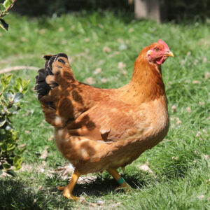 Poulet roux cou plein à pattes et peau jaunes - RJ (XL431)