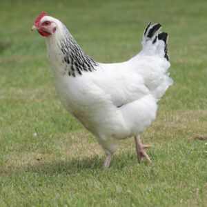 Poulette blanche avec un camail noir à pattes blanches - Sussex