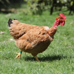 Poulet roux cou nu à pattes et peau jaunes - CNRJ (XL431N)