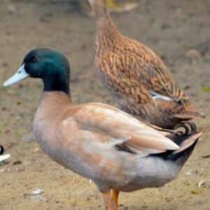 Canard Noir/Kaki