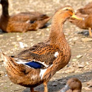 Male coloré et femelle marron - Rouenais