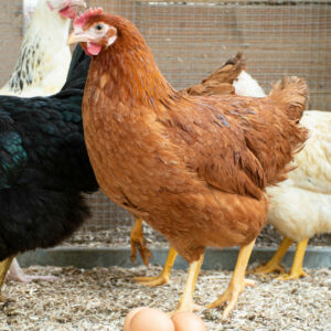 Poulette fermière rousse à queue noire - Rousse